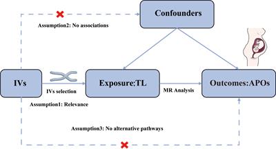 Univariable and multivariable Mendelian randomization investigating the effects of telomere length on the risk of adverse pregnancy outcomes